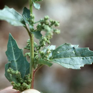 Chenopodium murale