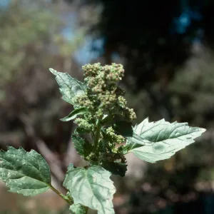 Chenopodium murale flower