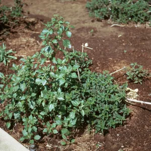 Chenopodium murale