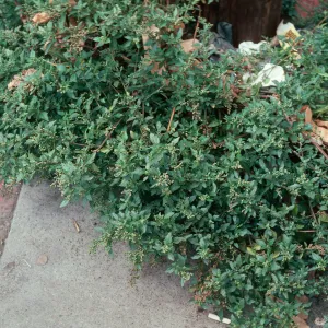 Chenopodium murale