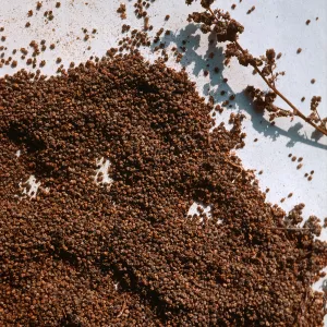 Chenopodium seed