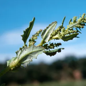 Chenopodium rubrum, upper Cachuma