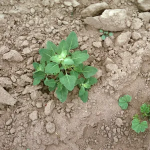 Chenopodium leaves