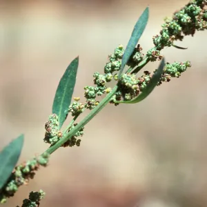 Chenopodium