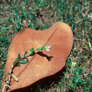 Cerastium lawn