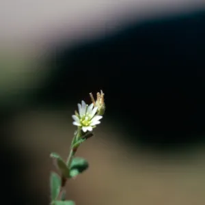 Cerastium lawn