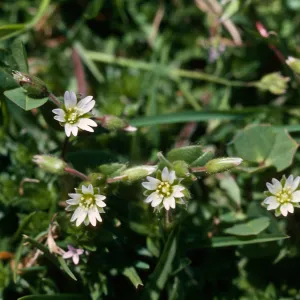Cerastium 