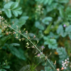 Capsella fruit