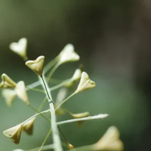 Capsella fruit