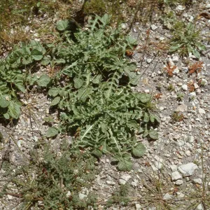 Centaurea