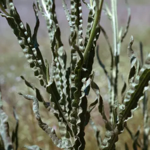 Centaurea solstitialis leaf