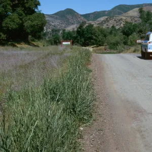 Centaurea solstitialis