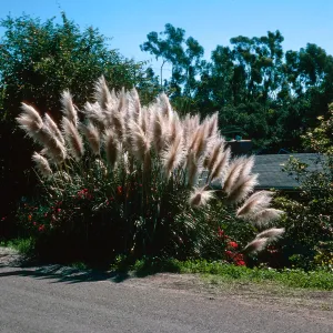Cortaderia atacamensis, Cheltenham Road