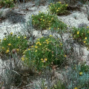 Conicosia pugioniformus, Dune Lakes