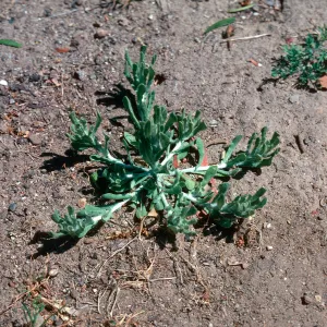 Cudweed leaves