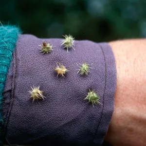 Cenchrus fruit