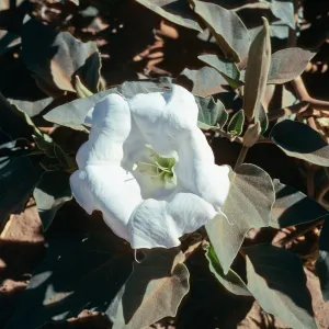Datura
