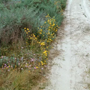 Chrysanthemum segetum, Dune Lakes
