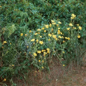 Chrysanthemum segetum, Dune Lakes