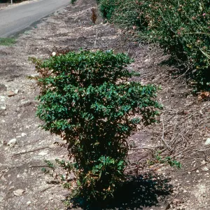 Euphorbia lathyris, Refugio