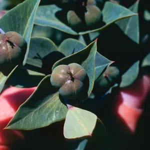 Euphorbia lathyris fruit