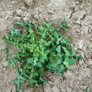 Sow Thistle (Chenopodium)