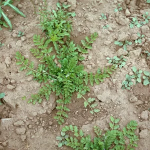Erodium moschatum rosette