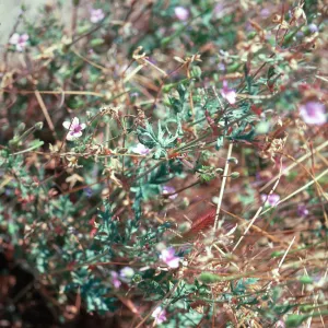 Erodium botrys