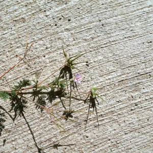 Erodium cicutarium