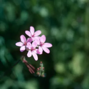 Erodium, Drum Canyon