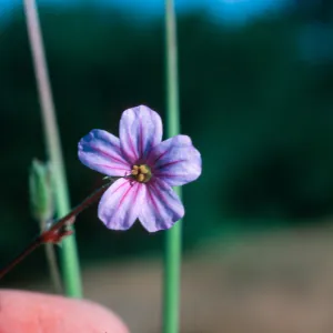 Erodium botrys