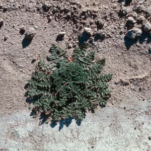 Erodium cicutarium