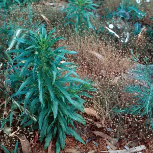 Erigeron canadensis leaves