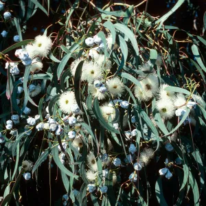 Eucalyptus