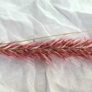 Fountain grass