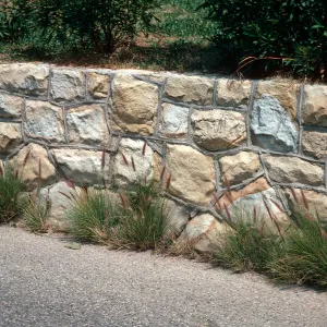 Fountain Grass