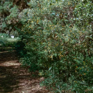 French Broom