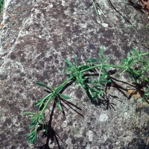 Galium aparine