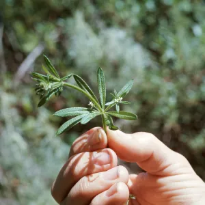 Galium aparine