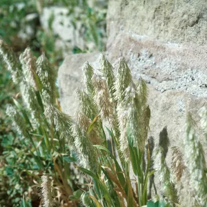 Lamarckia aurea