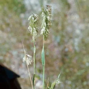 Lamarckia