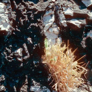 Lamarckia