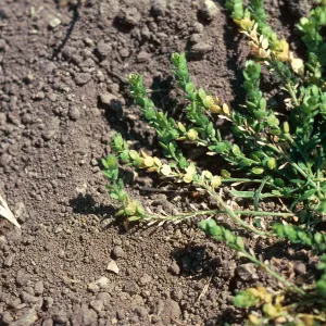 Lepidium, La Purisma