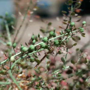 Lepidium, Las Flores