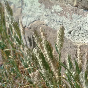 Lamarckia