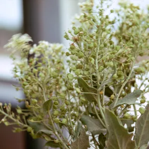 Hoary Cress