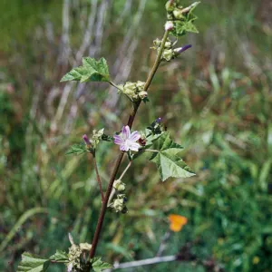 Lavatera cretica