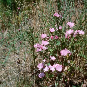 Lavatera, Lauro Reservoir