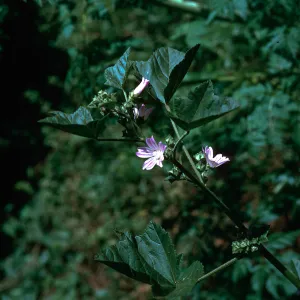 Lavatera cretica