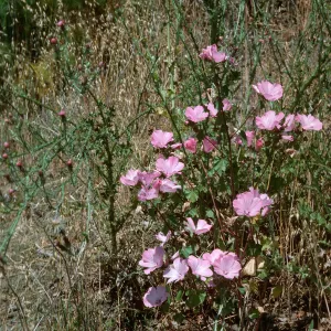 Lavatera, Lauro Reservoir